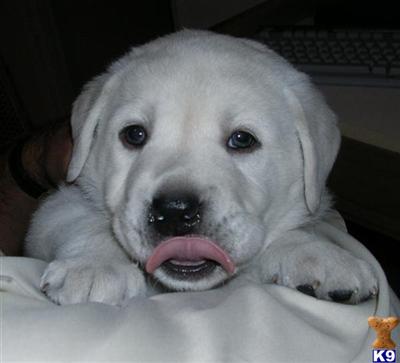 Puppies in Escondido